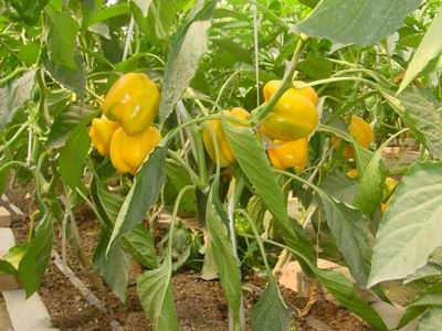 лƲʽ 400g