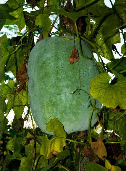 лСԲ900g